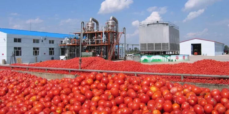 Processing plant for tomatoes