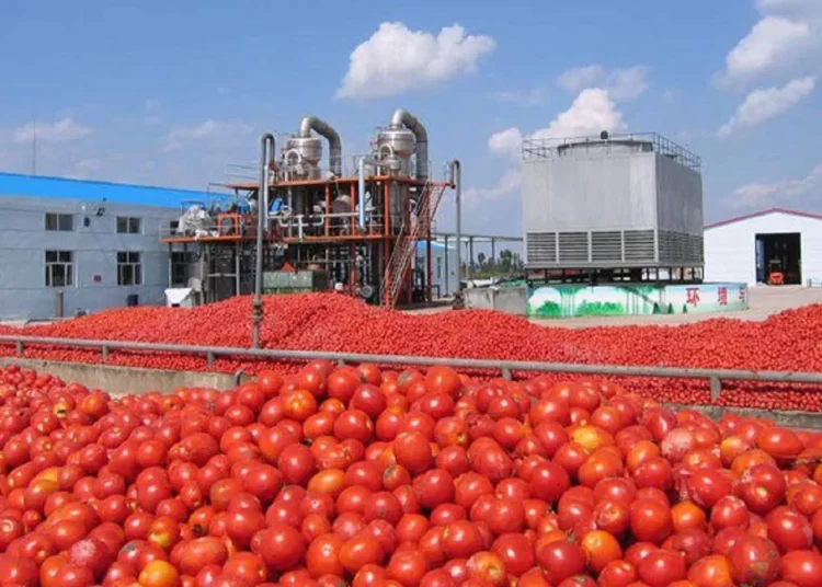 Agric Produce Are Perishable, Establish Modern Processing Plant Factories- GAWU 1 Processing plant for tomatoes