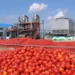 Processing plant for tomatoes