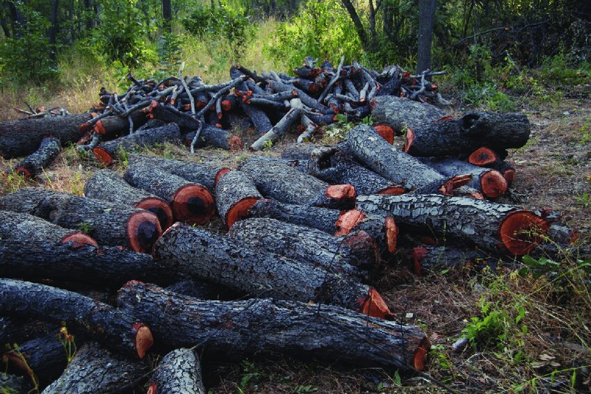 Redirect Your energies into Other Income-Earning Ventures- Binduri DCE 1 Trees cut with axes for charcoal production in Tanzania Photograph Michael K Poulsen