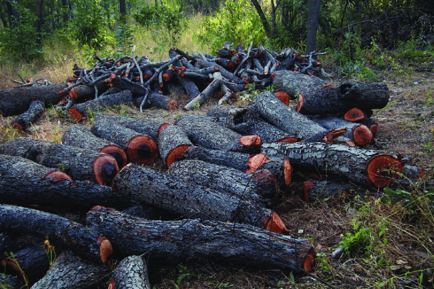 Trees cut with axes for charcoal production in Tanzania Photograph Michael K Poulsen