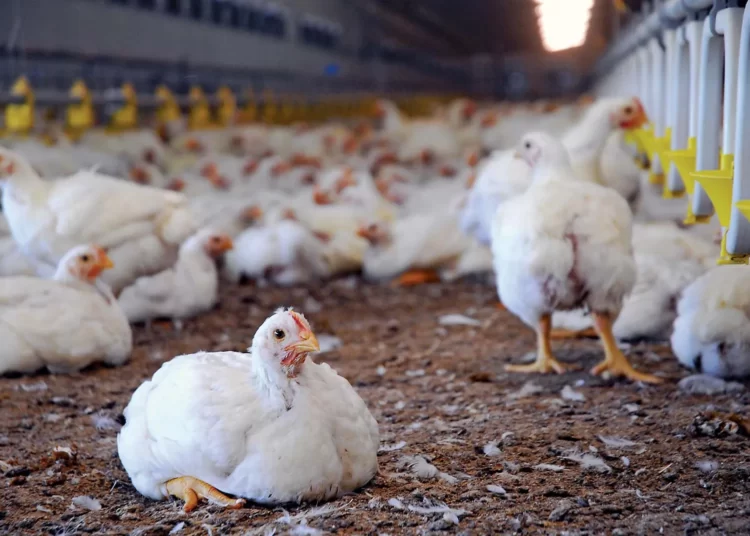 Increase GHS 30 compensation to encourage farmers to report the flu outbreak- Poultry farmers to Gov’t 1 Poultry farm