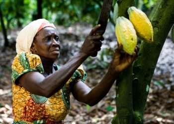 Prices Not Reflecting Shortfalls In Cocoa Arrivals In Côte d’Ivoire And Purchases In Ghana - ICCO