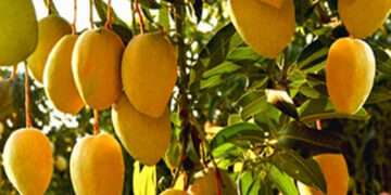 Mango fruits ready to be harvested