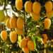 Mango fruits ready to be harvested