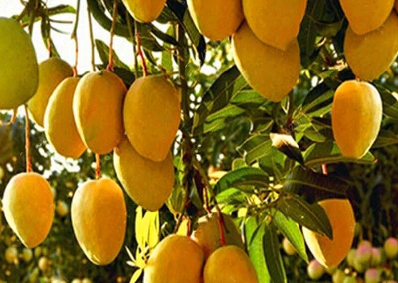 Mango fruits ready to be harvested