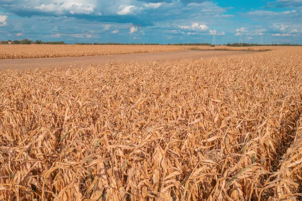 depositphotos 507935800 stock photo aerial shot of dent corn