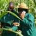 Maximize Government Initiatives, MCE to Ghanaian Youth 11 Youth in Agric