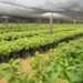 Cocoa Sector Bolsters as Farmers Receive Seedlings from COCOBOD 14 Cocoa seedlings