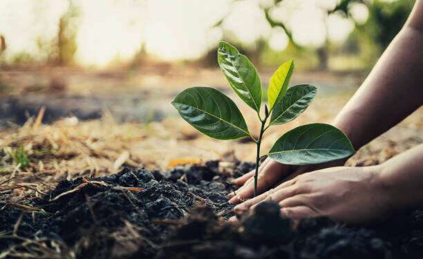 GRCS to Begin 'Ghana Tree Planting and Care Project' to Mitigate Climate Change 1 Ghana Red Cross Society Tree planting project
