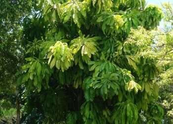 Trees are Precious and Help in Temperature Regulation- British High Commission to MLNR 1 Green Ghana Initiative