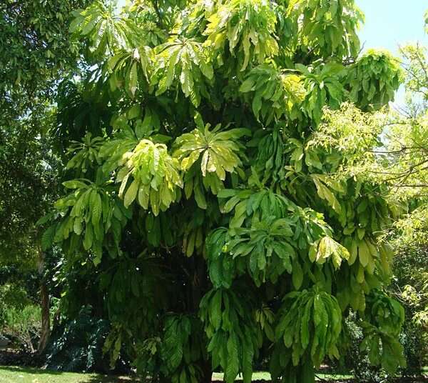 Trees are Precious and Help in Temperature Regulation- British High Commission to MLNR 1 Green Ghana Initiative