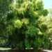 Trees are Precious and Help in Temperature Regulation- British High Commission to MLNR 12 Green Ghana Initiative