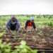 CDGL introduces MICROMEC Farm Machinery, calls on Agri-stakeholders to Build Farmers Capacity 11 Farmer training
