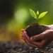 Tree seedling