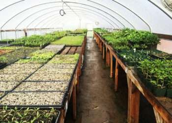 Agribusiness Incubator Can Reduce Poverty, Drive Economic Growth- Agribusiness Expert 10 Greenhouse garden