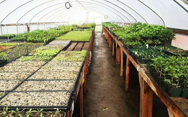 Greenhouse garden
