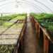 Greenhouse garden