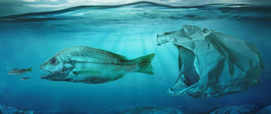 Marine Preservation Goes Beyond Replacing Fish Stock- Chief Fisherman 1 Marine Preservation Goes Beyond Replacing Fish Stock- Chief Fisherman