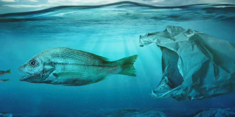 Marine Preservation Goes Beyond Replacing Fish Stock- Chief Fisherman 1 Plastic in water