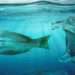 Marine Preservation Goes Beyond Replacing Fish Stock- Chief Fisherman 12 Plastic in water