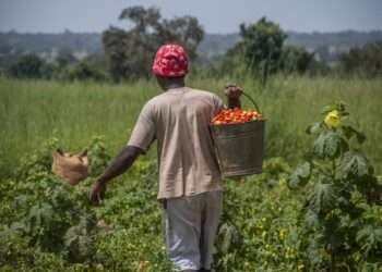 Operation feed yourself