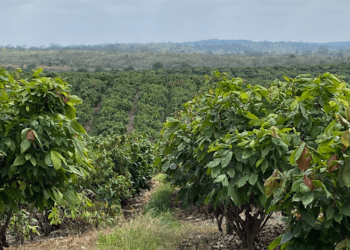 Cocoa farmlands