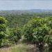 Cocoa LCB Pledges support to Cocoa farmers, helps Register their Farmlands 13 Cocoa farmlands
