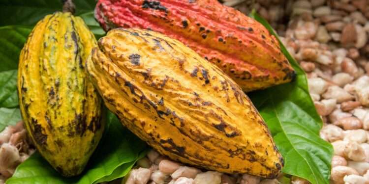 Volumes Of Cocoa Purchases Down By 32% In June - ICCO