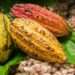 Volumes Of Cocoa Purchases Down By 32% In June - ICCO