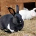 Youth Empowerment: MoFA Trains Farmers in Rabbit Production, Advocates for Rabbit Rearing 12 Rabbit rearing