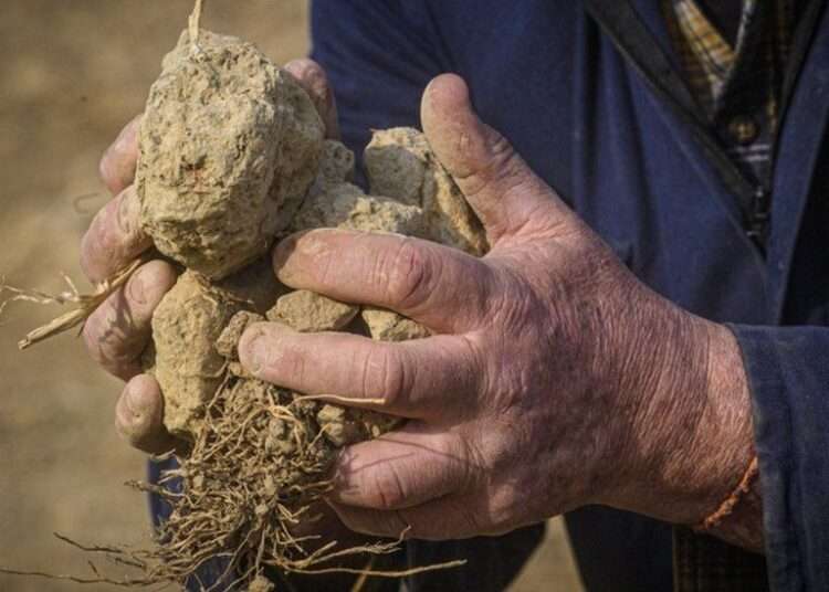 Drought Emergency Declared in Northern Italy 1 Image of how drought has dried out his field in Milan, Italy