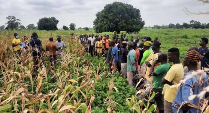Chairman of ACMF Appeals to Gov’t to Invest in the Agricultural Sector 1 Economics Farmers Biofertilizer 696x522 1