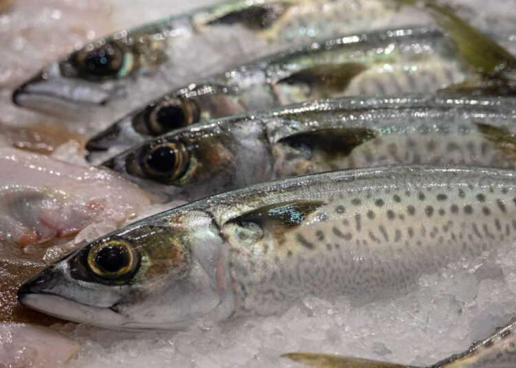 Aquatic Food Production Key to Combating Hunger- FAO 1 Aquatic fisheries