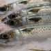 Aquatic fisheries