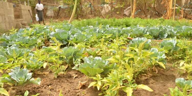 Rethink agroecology in the wake of skyrocketing price of synthetic fertilizer, Agri-Stakeholders Advocate 1 Agroecological Farming