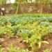 Agroecological Farming