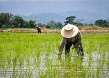 The Gambia: AfDB Approves Additional $3.3 Million Financing For Rice Value Chain Transformation Program