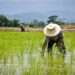 The Gambia: AfDB Approves Additional $3.3 Million Financing For Rice Value Chain Transformation Program