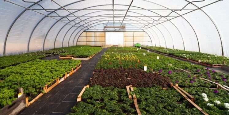 CORAF, Partners Launch 5th ASTI Programme For Food Systems Transformation