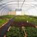 CORAF, Partners Launch 5th ASTI Programme For Food Systems Transformation