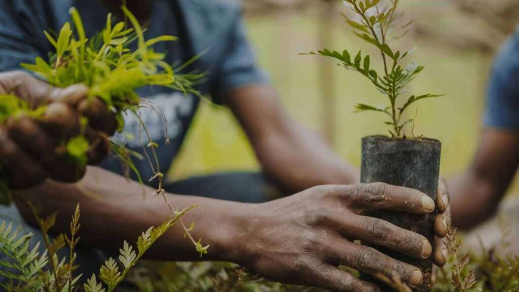 Tree planting 1