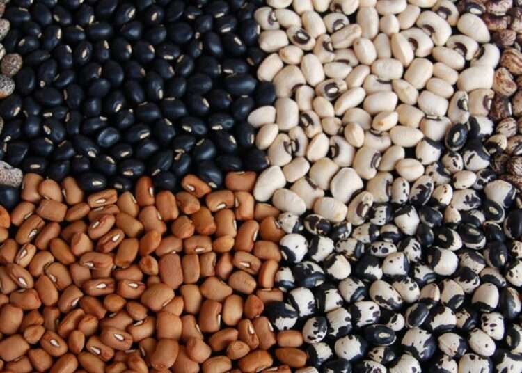 Approve and Release GMO Cowpea for Farmers- Research Scientist Urges Authorities 1 file 20220712 32189 ckaj53