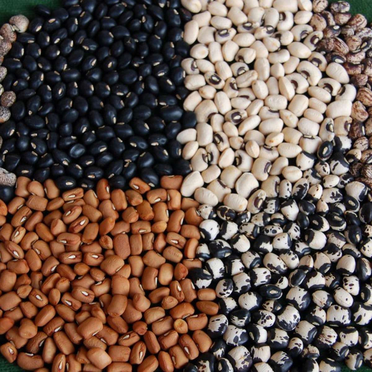 Approve and Release GMO Cowpea for Farmers- Research Scientist Urges ...