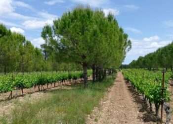 Tree Crop Planting: Gov't Urged To Prioritise Resolving Issues Of Desertification Over Income Generation 1 Founder of the National Interest Movement, Dr Michael Abu Sakara Foster, has revealed that government must prioritise resolving desertification in the country instead of focusing on generating income.