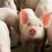 UK Gov’t Announces Strict Measures To Protect Pig Sector Against African Swine Fever 12 UK Gov’t Announces Strict Measures To Protect Pig Sector Against African Swine Fever
