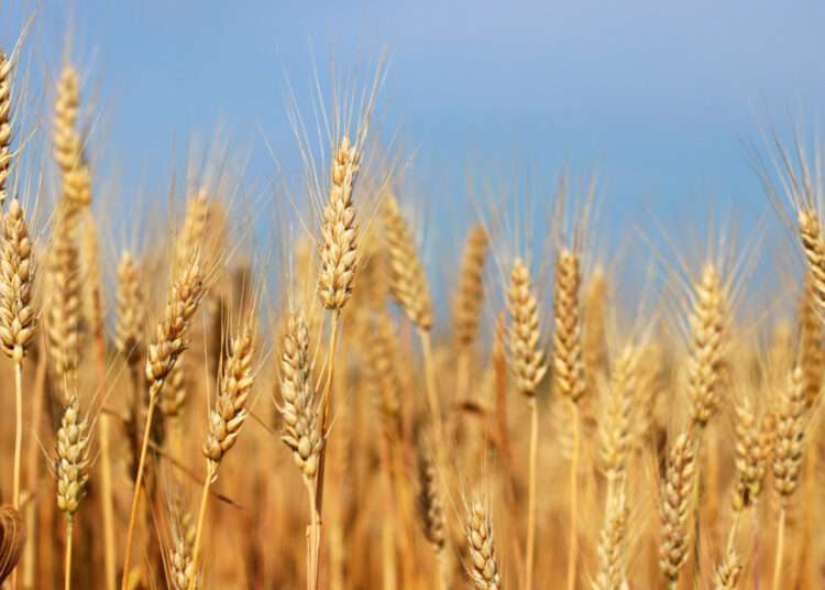 Global Food Commodity Prices Decline In July