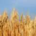 Global Food Commodity Prices Decline In July 11 Global Food Commodity Prices Decline In July