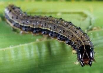 Research scientist at the Crop Research Institute (CRI, Dr Blankson Amoabeng, has expressed the need for government to support in the mass production of parasitic to fight the invasion of fall armyworm in the country.