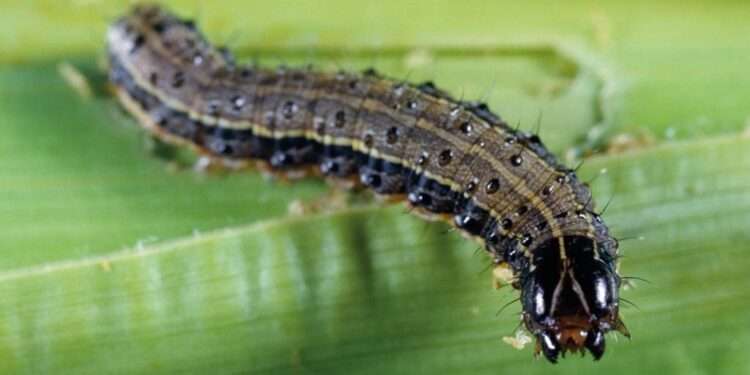 CRI Calls For Support In Mass Production Of Parasitic To Fight Fall Armyworm Invasion 1 Research scientist at the Crop Research Institute (CRI, Dr Blankson Amoabeng, has expressed the need for government to support in the mass production of parasitic to fight the invasion of fall armyworm in the country.
